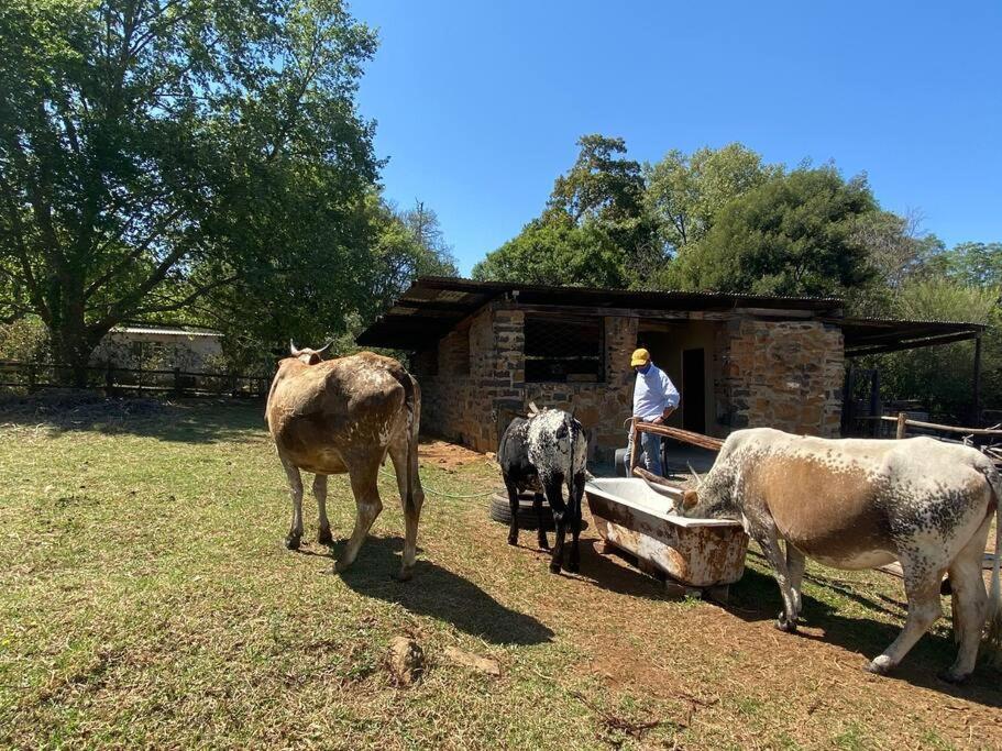 Yellowwoods Farm - Willoughbys Cottage And Old Stables Cottage Curryʼs Post Exteriér fotografie